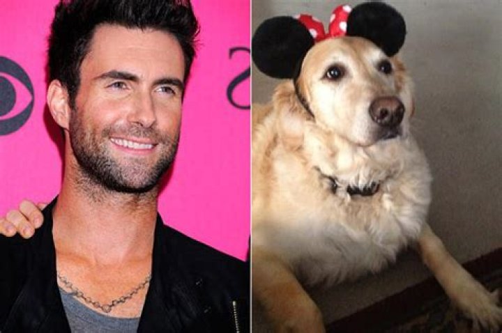 Adam Levine Pets