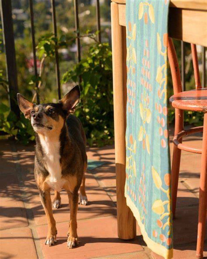 Amrit Tietz Pets
