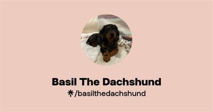 Basil the Mini Dachshund Instagram