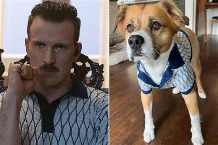 Chris Evans Pets