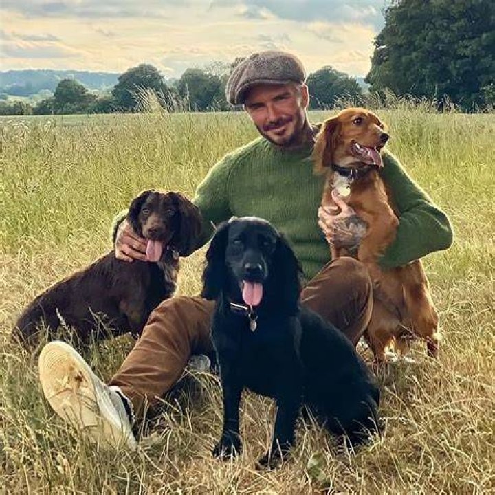 David Beckham Pets
