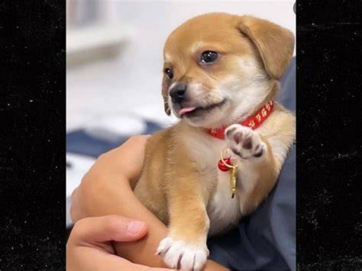 Duff McKagan Pets