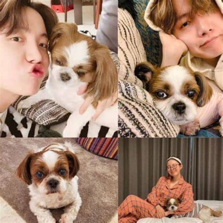 j-hope Pets