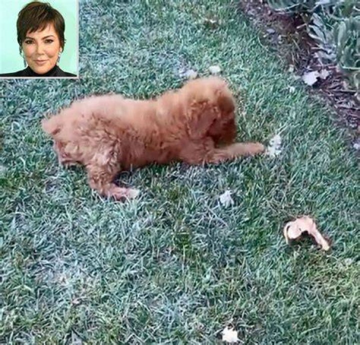 Kris Jenner Pets