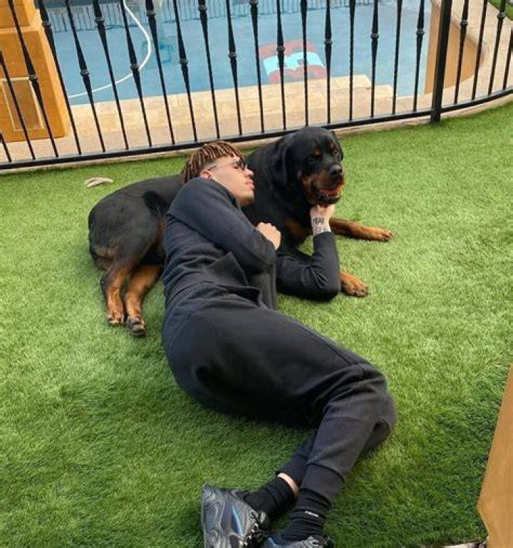 LaMelo Ball Pets