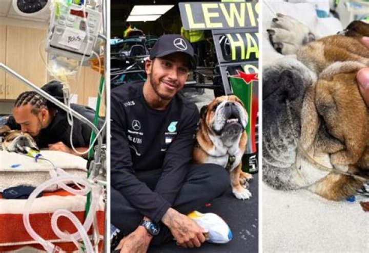 Lewis Hamilton Pets