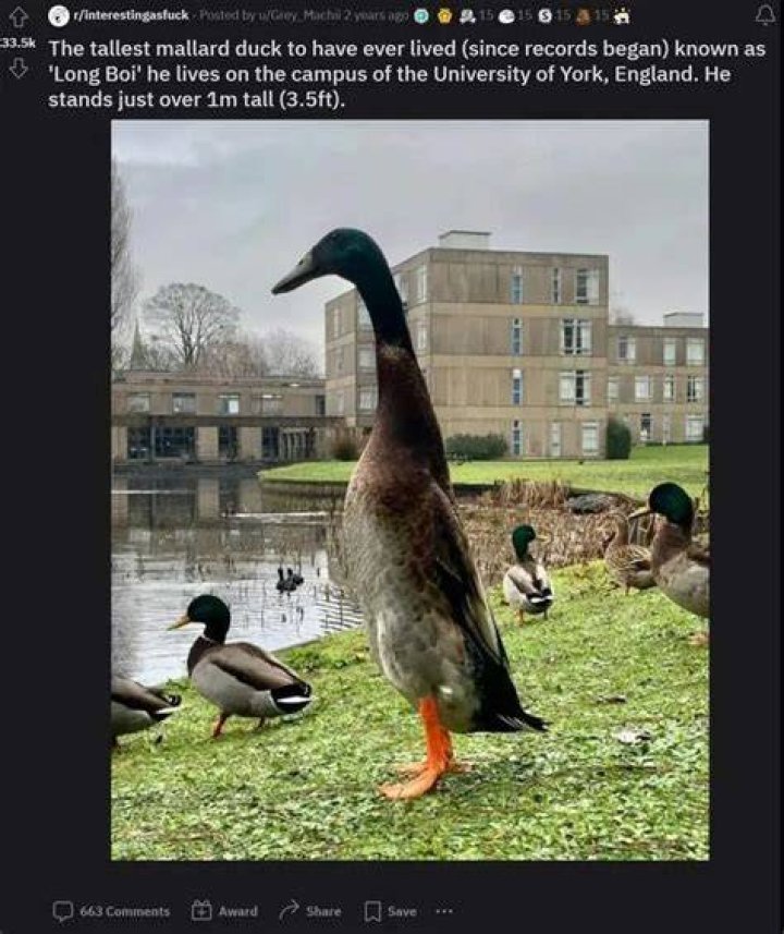 Long Boi Duck Viral Reddit Post