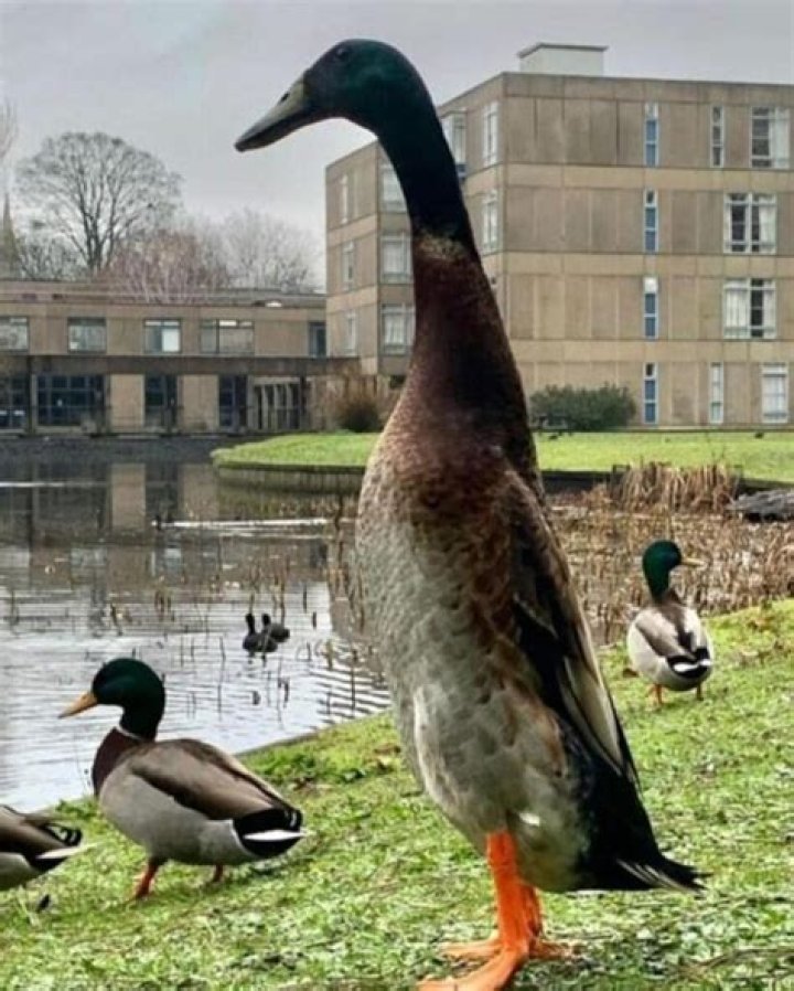 Long Boi York Duck