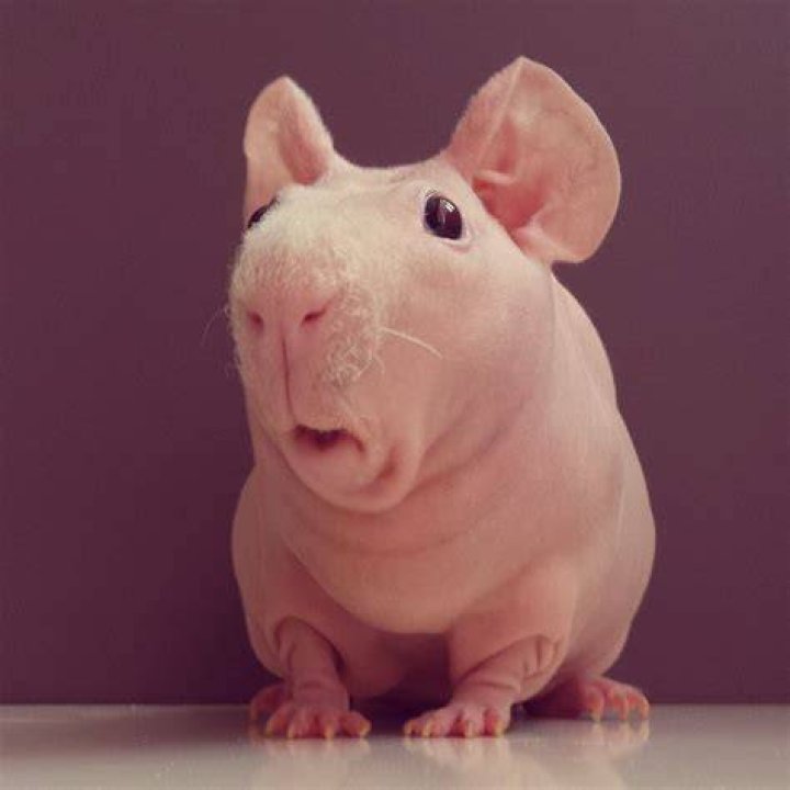 ludwik_guinea_pig