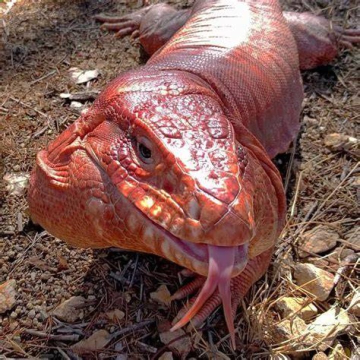 macgyverlizard