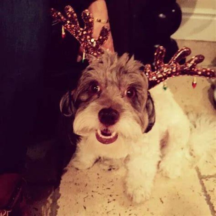 Marlon Wayans Pets - Celebrity Pets