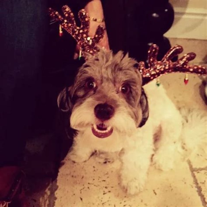 Marlon Wayans Pets