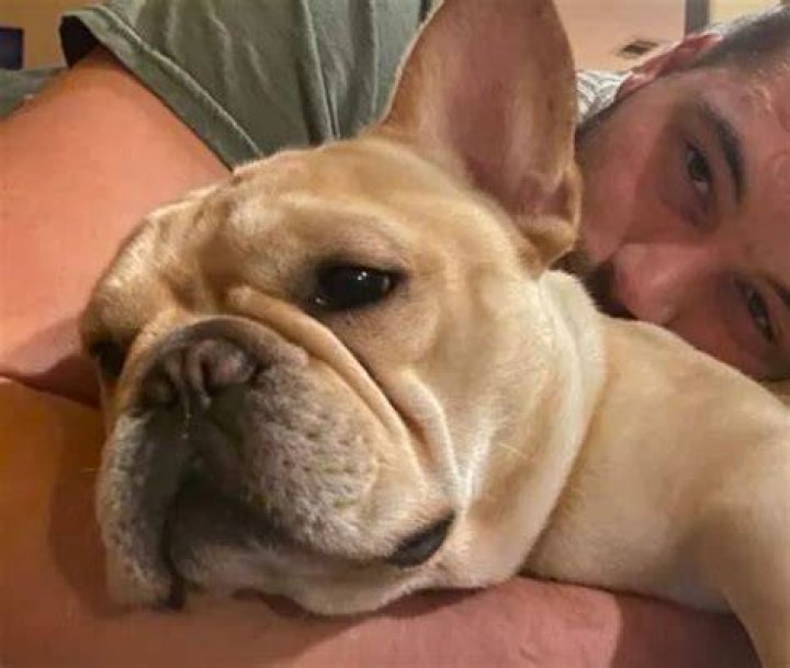 Morgan Fox Pets