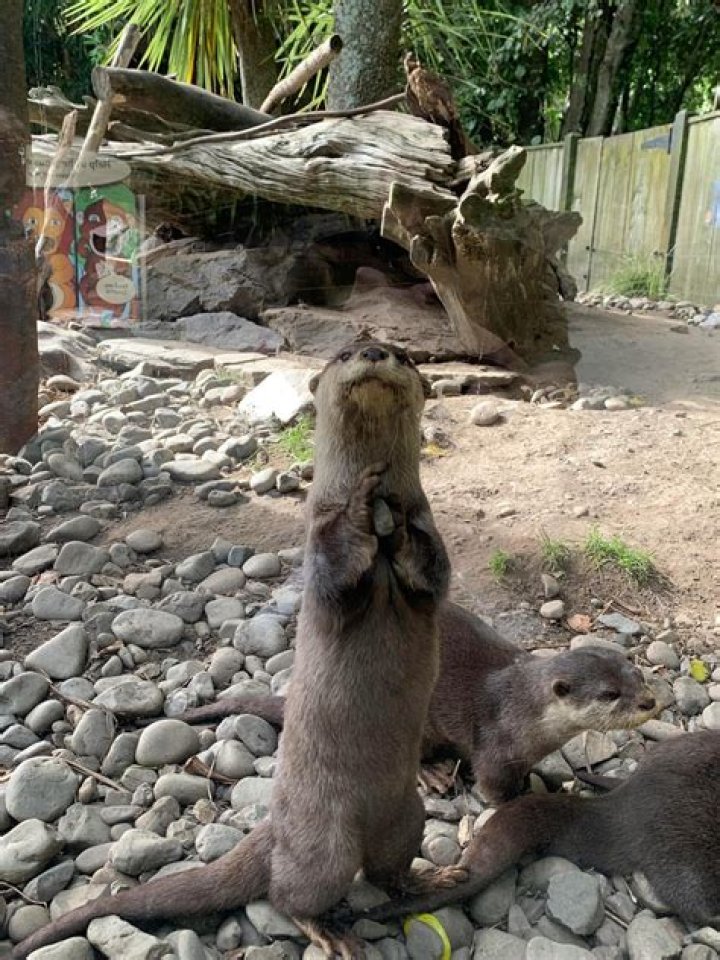 otter ps battle reddit