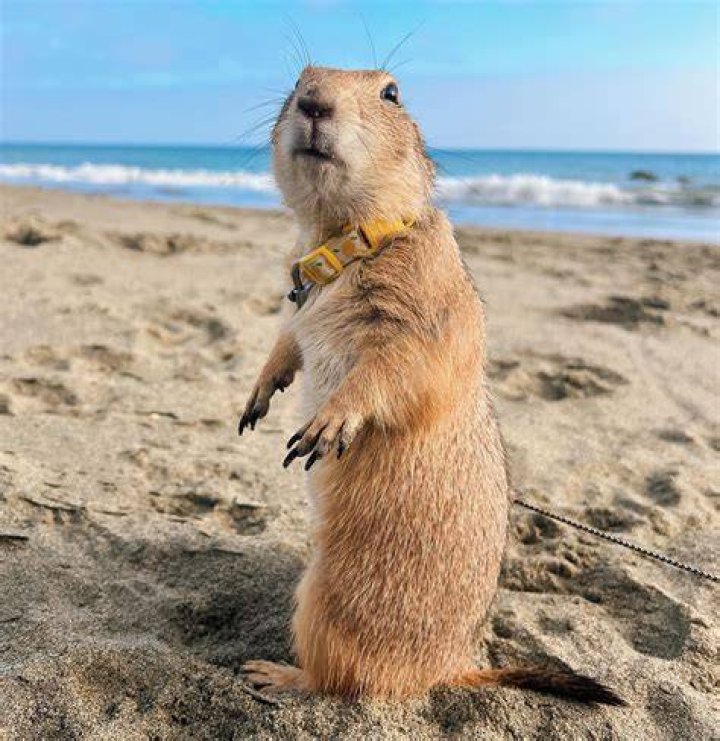 prairiedogpack