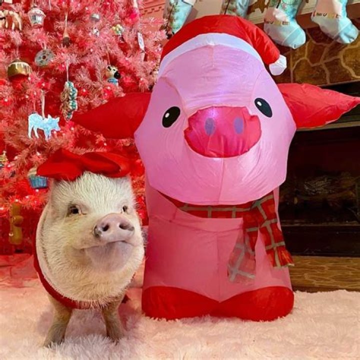 prissy_pig