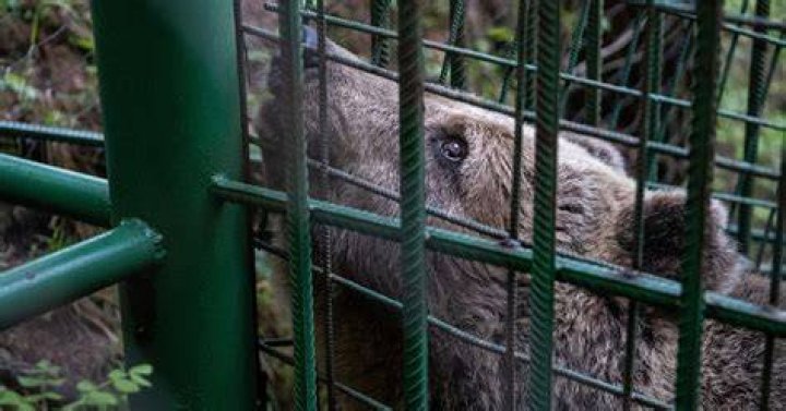 rescue bear joy