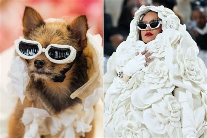 Rihanna Pets