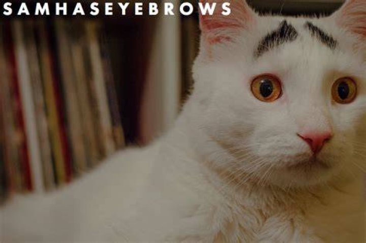 samhaseyebrows