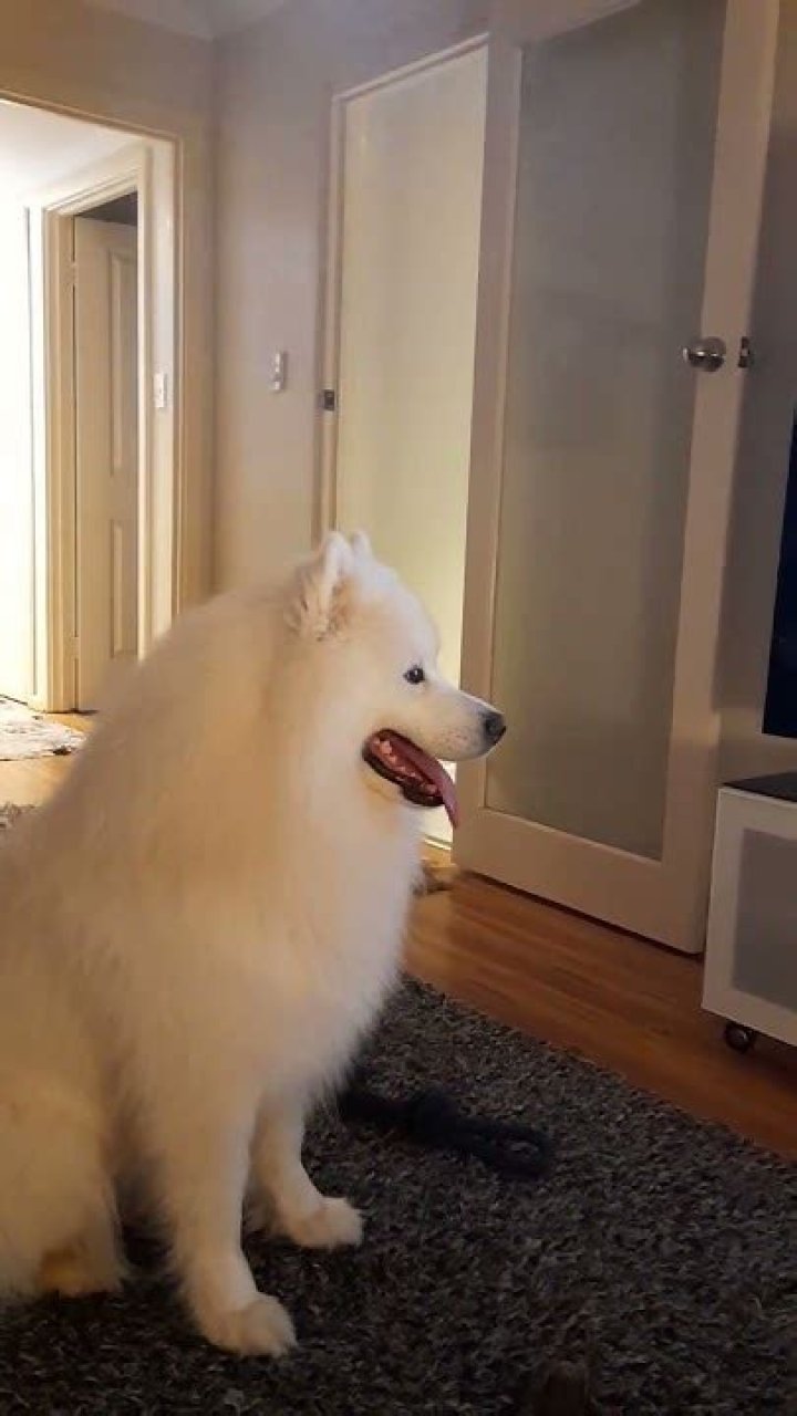 Samoyed Singing dogs