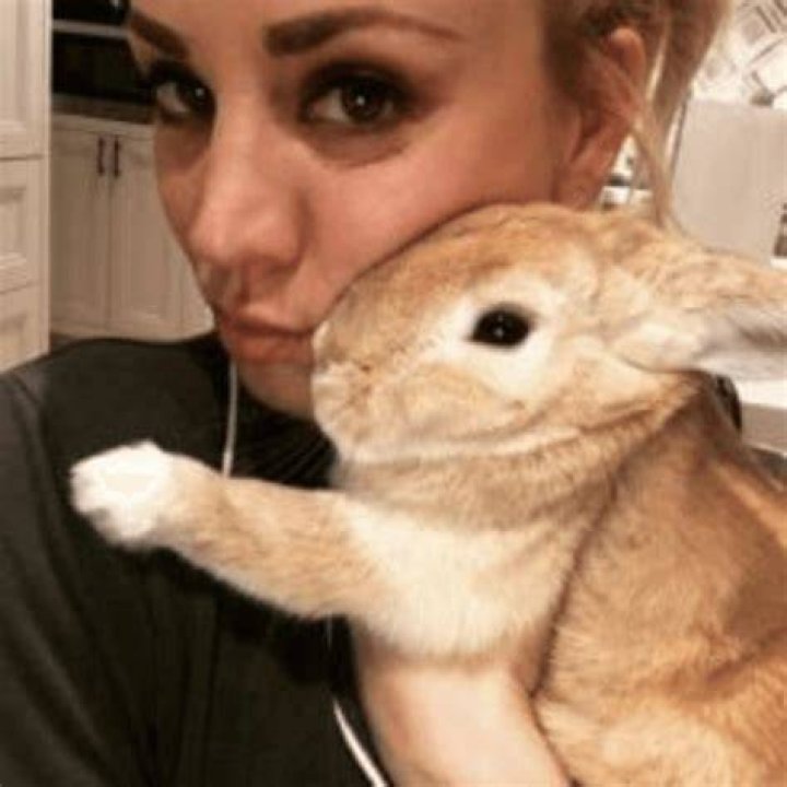 Simon the Silly Rabbit Instagram