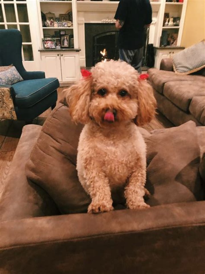 Sky Katz Pets - Celebrity Pets