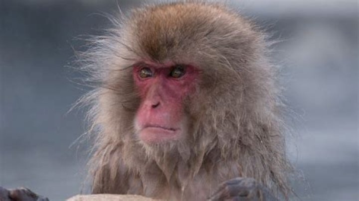 Snow monkey gang terrorizes Japanese city