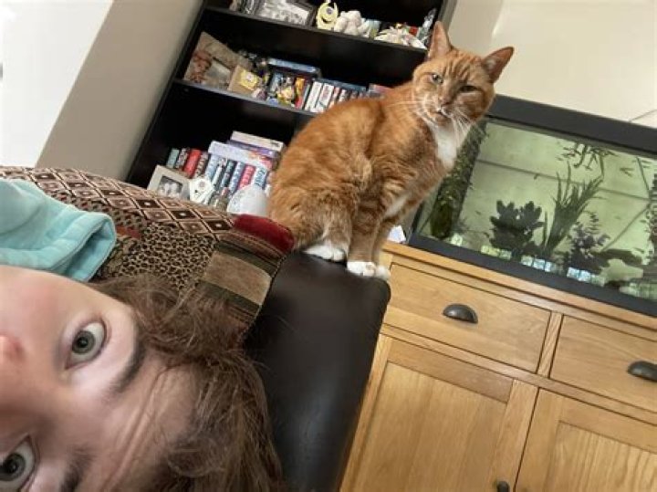 Tubbo (Toby Smith) Pets